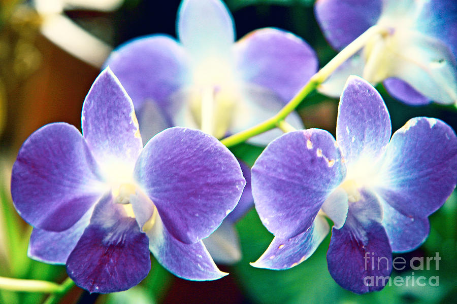 Nature Photograph - Violets by Lali Kacharava