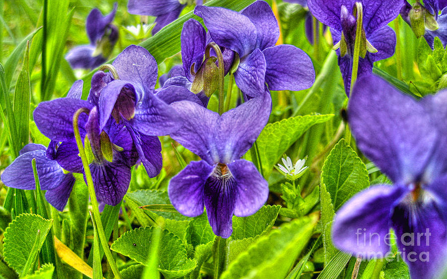 Violets Photograph by Nina Ficur Feenan