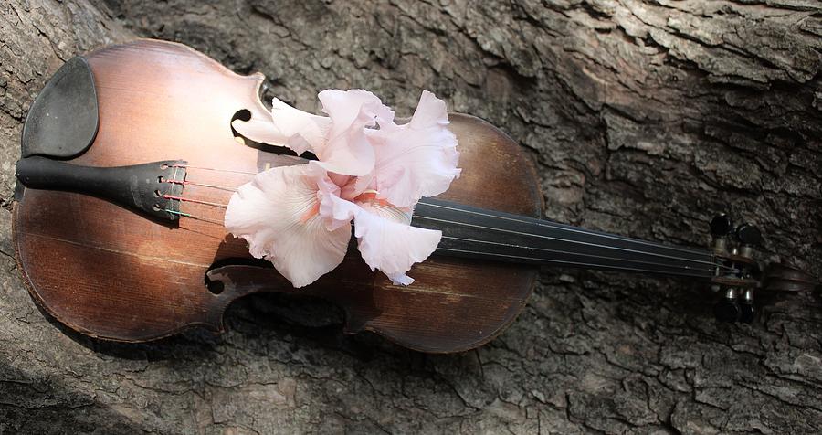 Violin Beauty Photograph