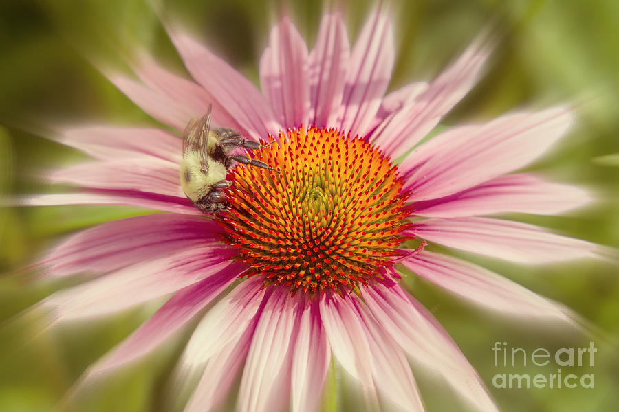 VIP Very Important Pollinator Photograph by Chris Scroggins