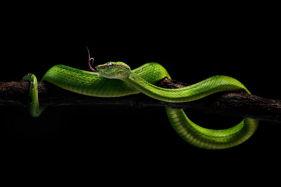 Snake Photograph - Viper One by Rooswandy Juniawan Snake Photograph - Viper One by Rooswandy Juniawan