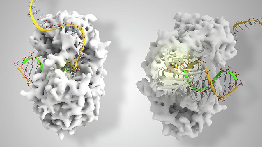 Viral Dna Polymerase In Complex With Dna Photograph by Ramon Andrade ...