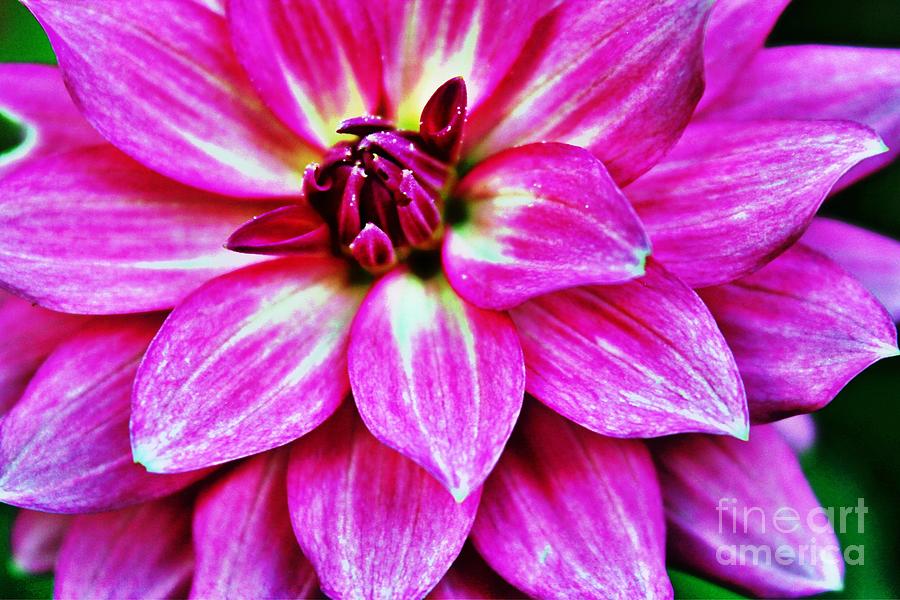 Virbrant Pink Dahlia Photograph by Judy Palkimas