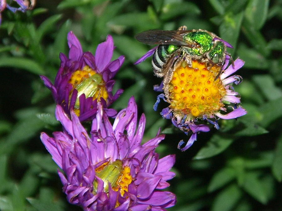 Up Movie Photograph - Virescent Metallic Green Bee by James Peterson
