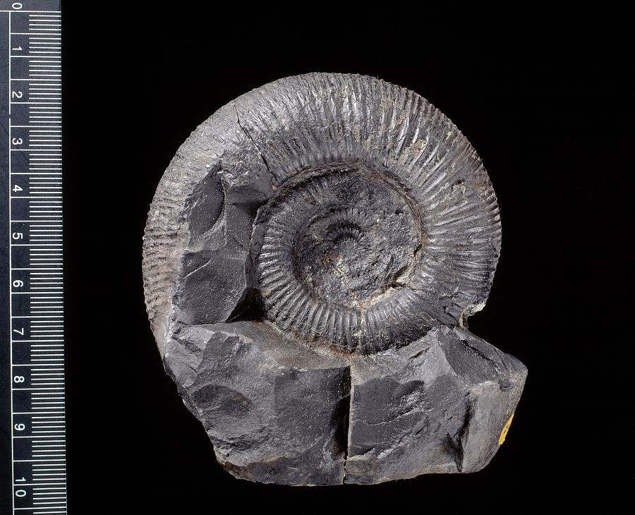 Virgatosphinctes Ammonite Fossil Photograph By Natural History Museum ...