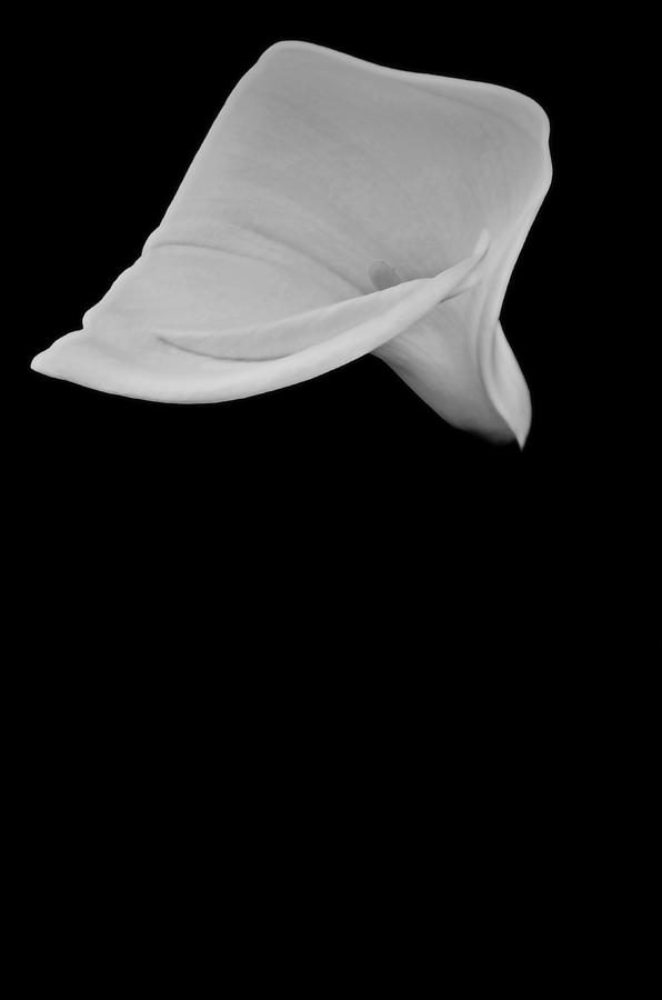 Lily Photograph - Virgin Petals by See My  Photos