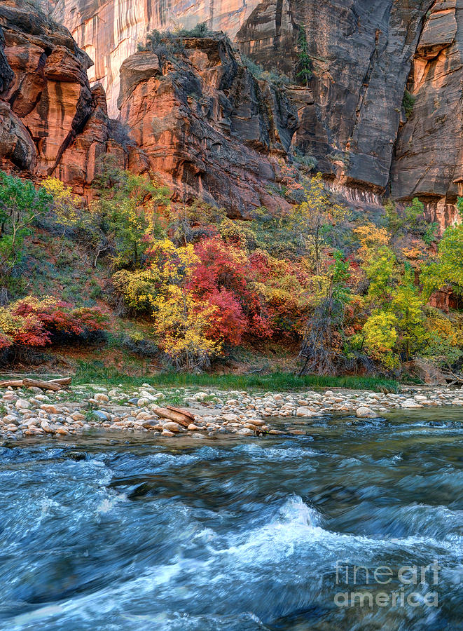 Fall Photograph - Virgin River in Fall - Zion Canyon National Park  by Gary Whitton