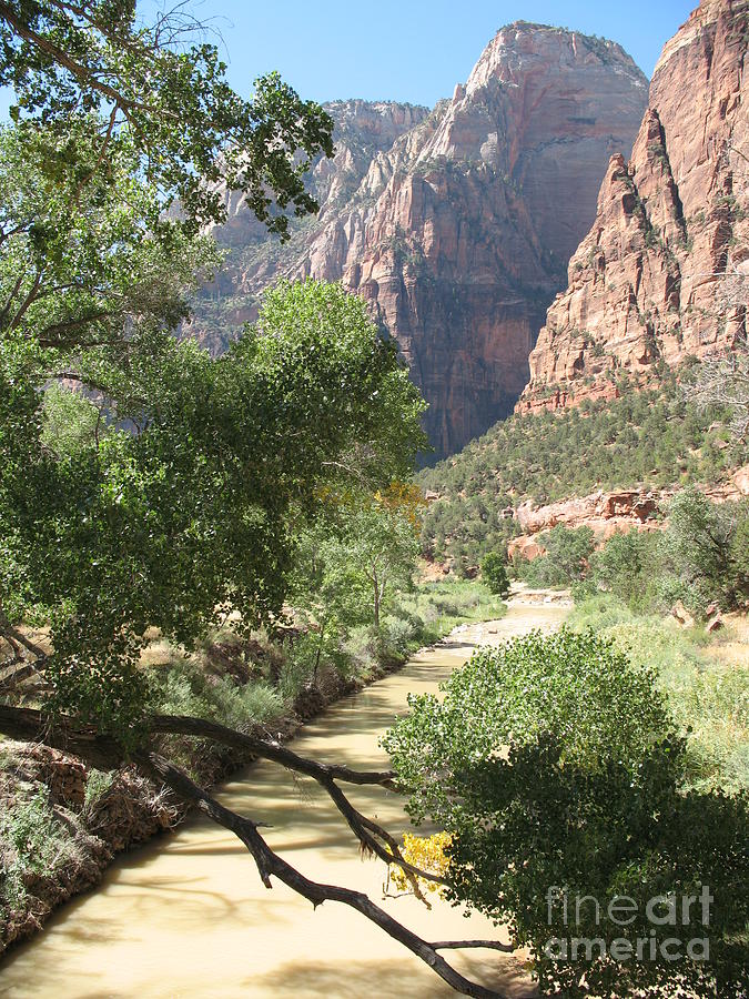 Tree Photograph - Virgin River Zion Valley by Christiane Schulze Art And Photography