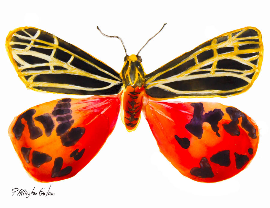 Virgin Tiger Moth Mixed Media by Patricia Allingham Carlson