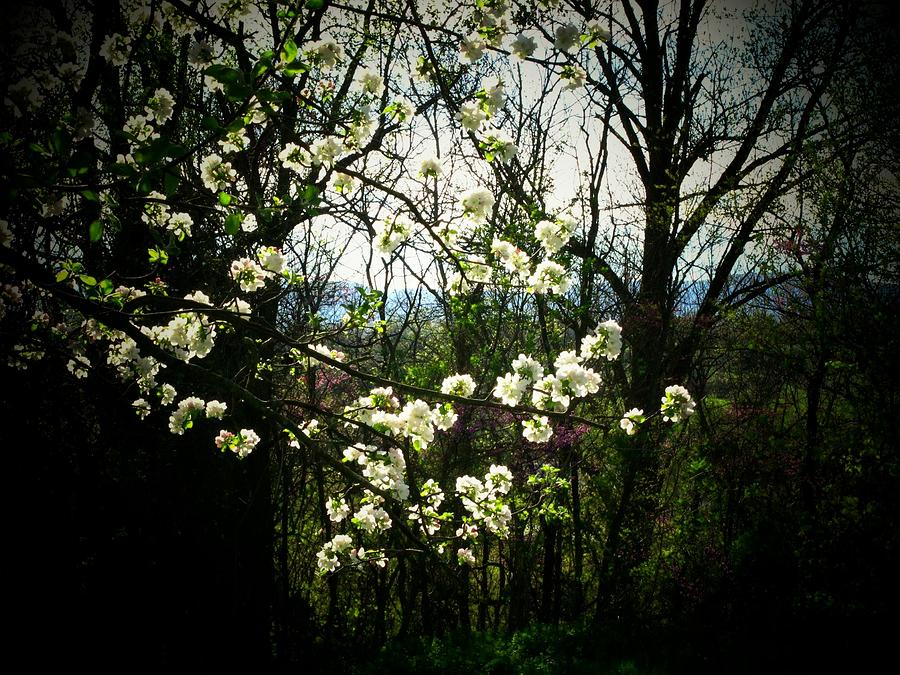 VIrginia Apple Blossoms Photograph by Joyce Kimble Smith