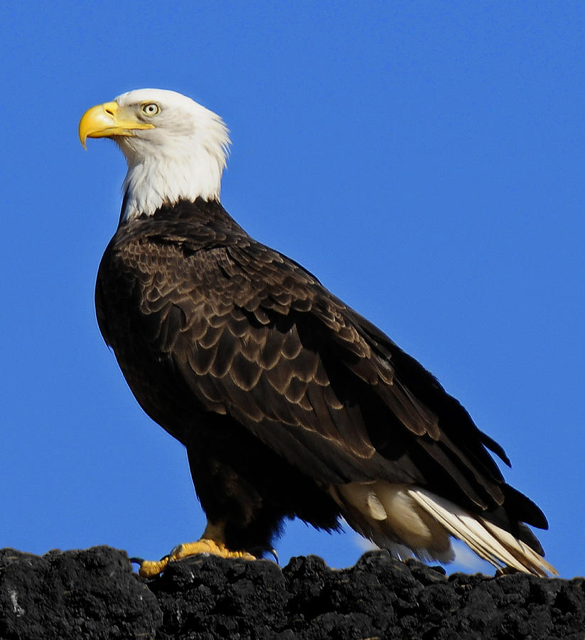 Virginia Bald Eagle Photograph by Lara Ellis