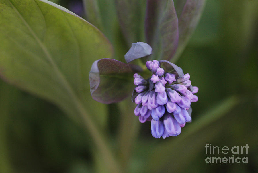 Spring Photograph - Virginia Bluebell by Jonathan Welch