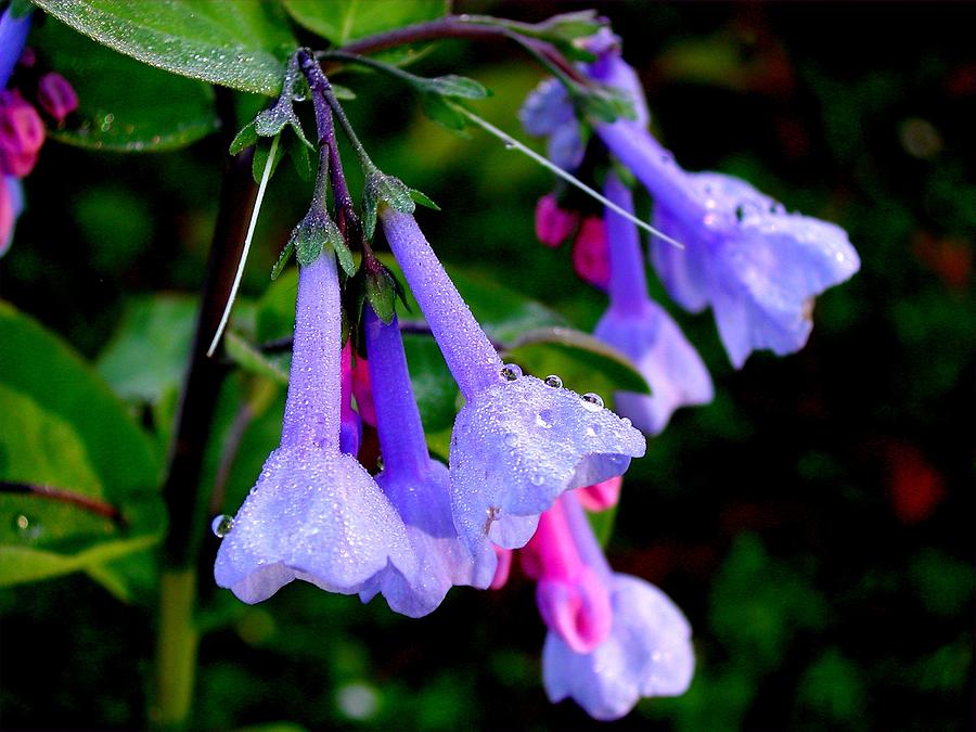 Virginia Bluebells Photograph by Mike Kling