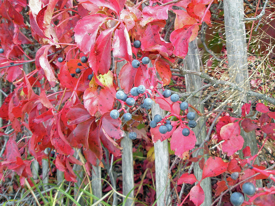 Fall Photograph - Virginia Creeper Fall Leaves and Berries by Carol Senske