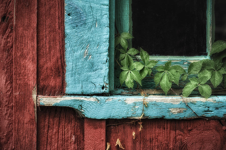 Virginia Creeper Photograph by James Barber