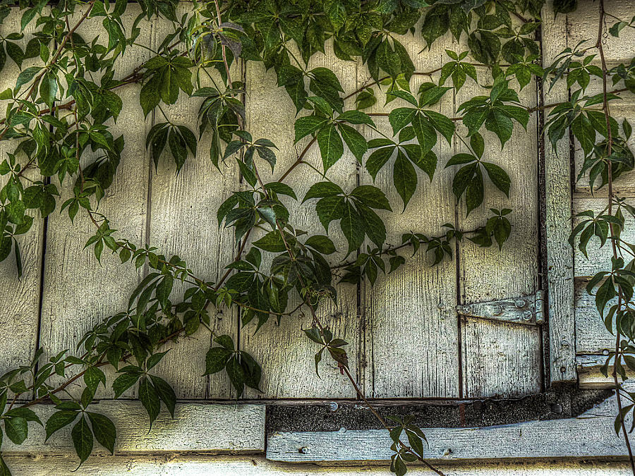 Virginia Creeper Photograph by William Fields