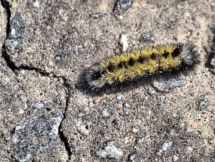Nature Photograph - Virginia Ctenucha Caterpillar by Andrew Miles