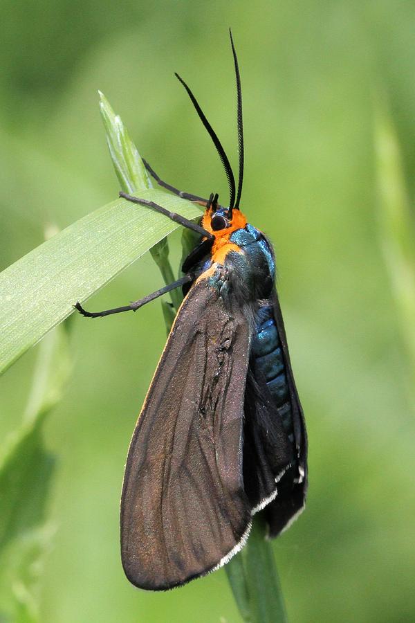 Virginia Ctenucha Moth Photograph by Doris Potter