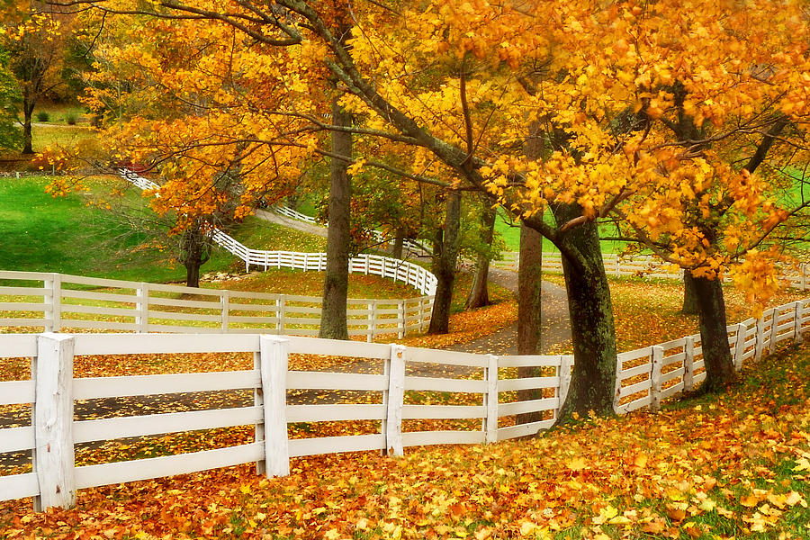 Virginia horse country Photograph by Carolyn Derstine