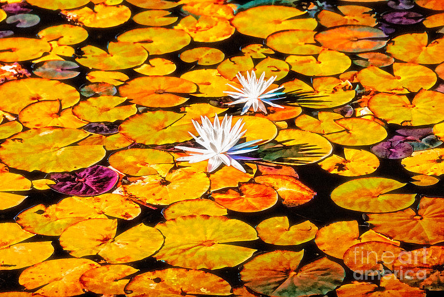 Virginia Lilies Photograph by Nigel Fletcher-Jones