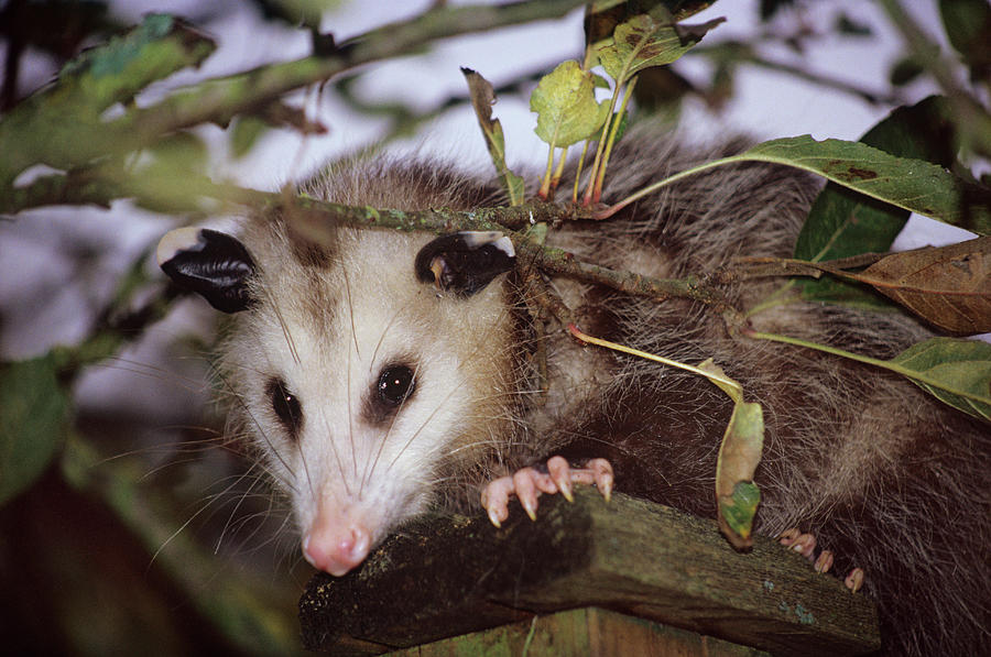 Virginia Opossum Photograph by Donald R Wright/science Photo Library