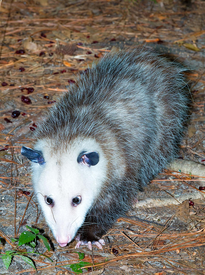 Virginia Opossum Photograph by Millard H. Sharp