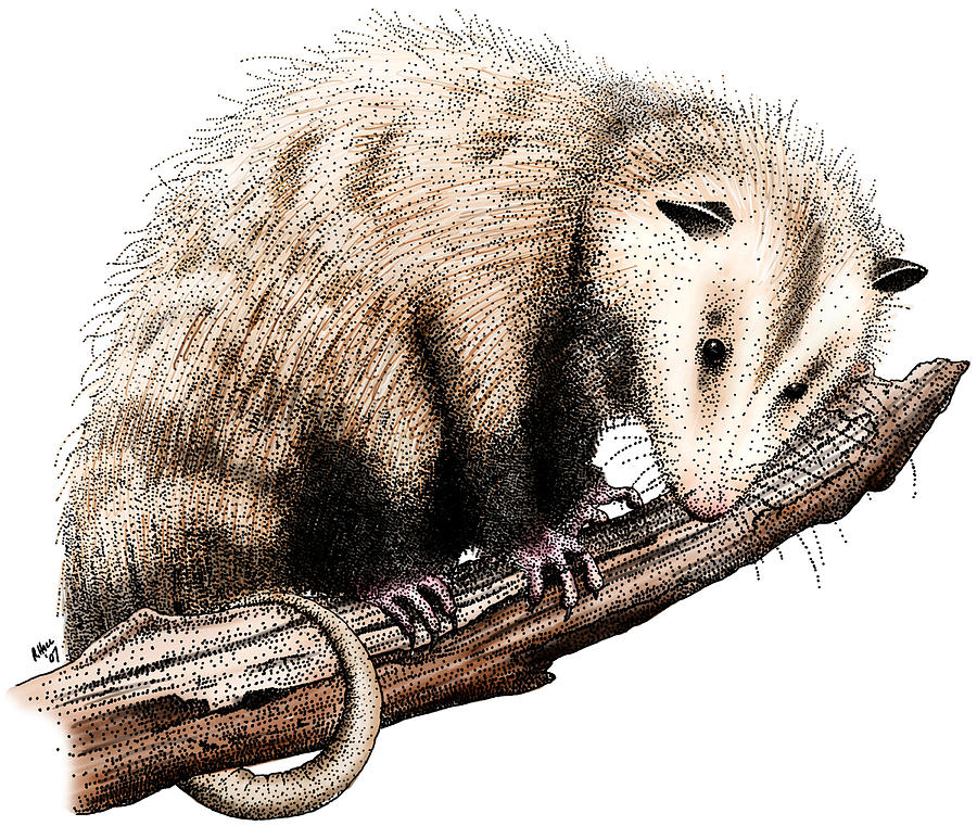 Virginia Opossum Photograph by Roger Hall