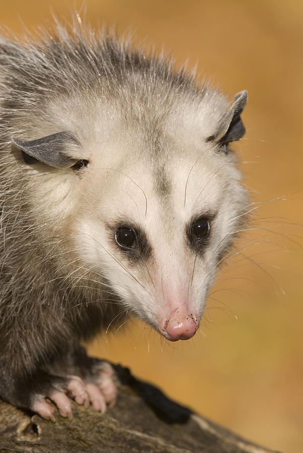 Virginia Opossum Photograph by Steve Gettle