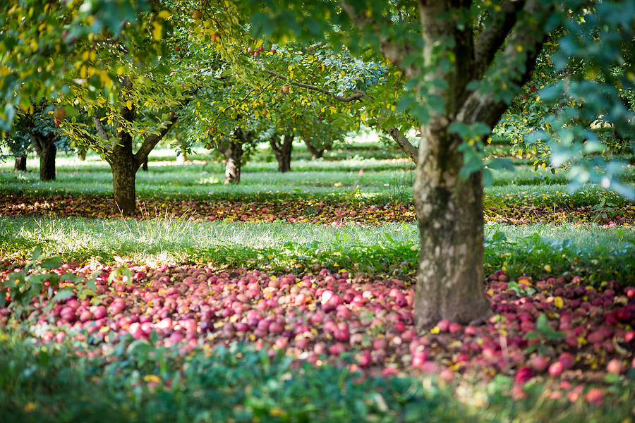 Virginia Orchards Photograph by Robert Davis