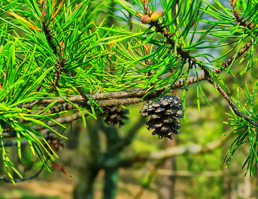 Virginia Pine Photograph by Flees Photos