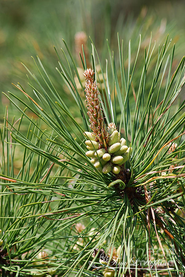 Virginia Pine Cone 20120419_214a Photograph by Tina Hopkins