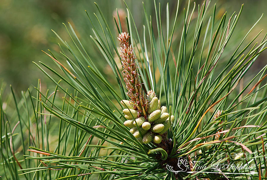 Virginia Pine Cone 20120419_216a Photograph by Tina Hopkins