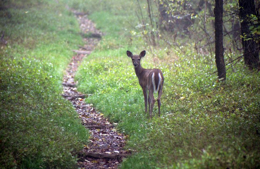 Shenandoah National Park Photograph - Virginia - Shenandoah National Park - White Tailed Deer by Pamela Critchlow