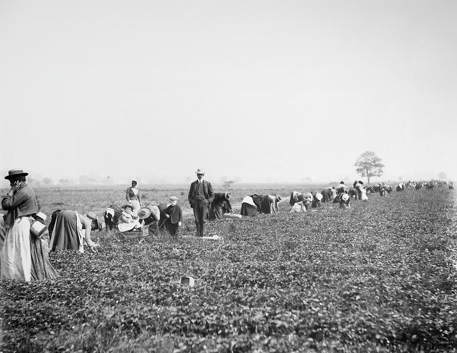 Virginia Strawberry Farm by Granger