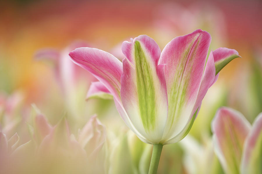 Virichic Tulips  Photograph by Bill Coster