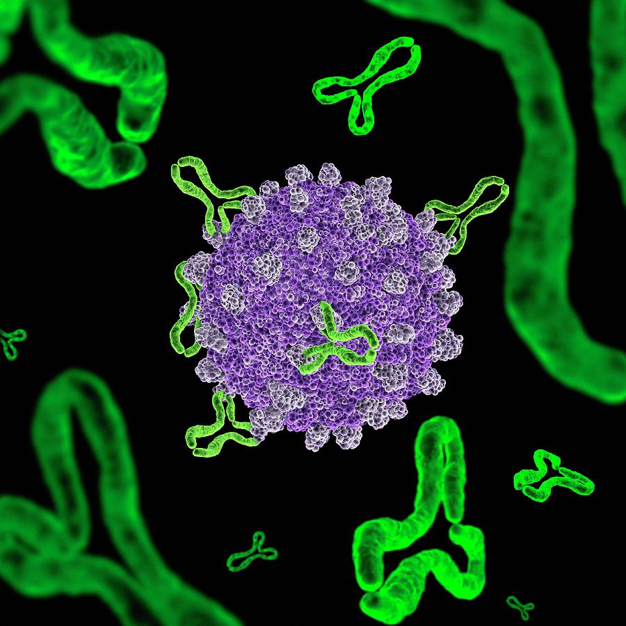 Virus And Antibodies Photograph by Tim Vernon / Science Photo Library