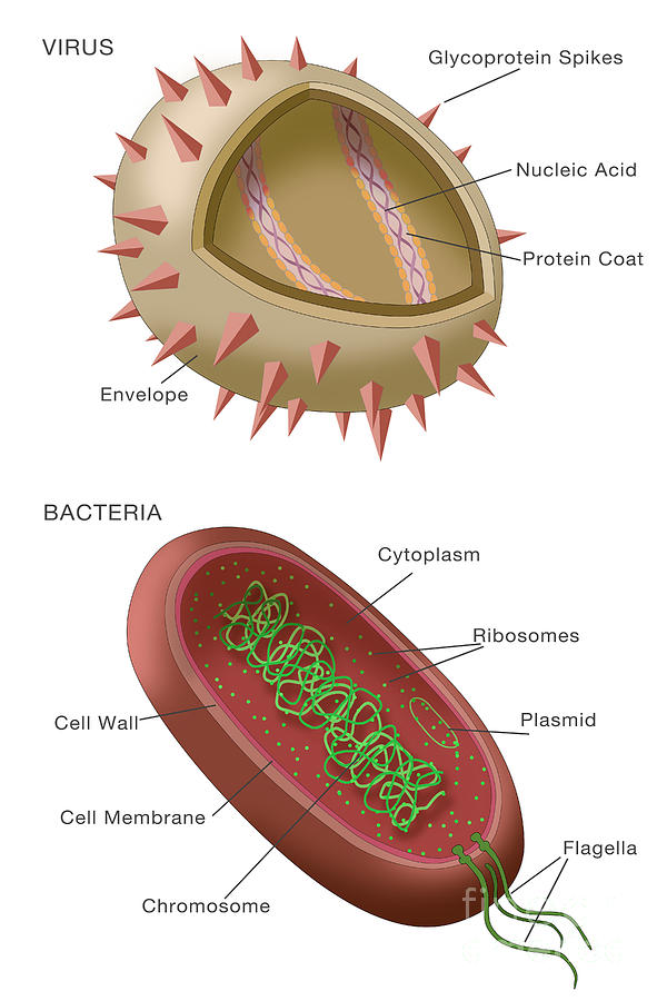 Bacteria And Viruses Venn Diagram