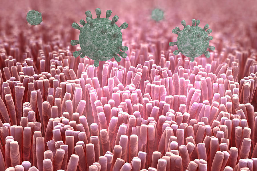 Virus In The Human Colon, Illustration Photograph by Ella Marus Studio