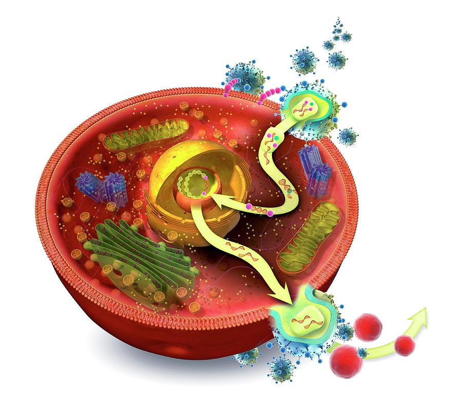 Virus Life Cycle Photograph By Claus Lunau Science Photo Library Pixels
