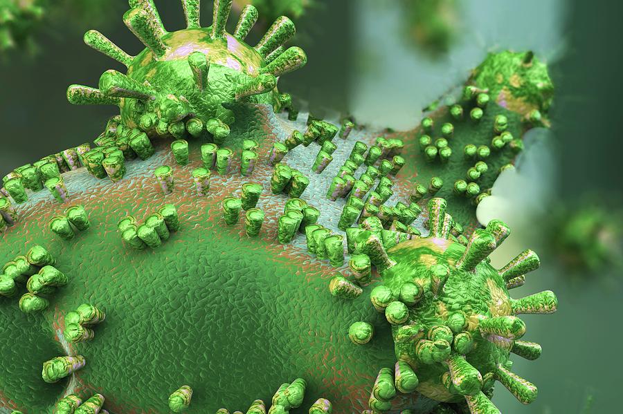 Virus Particle Budding Photograph by Ella Maru Studio / Science Photo ...