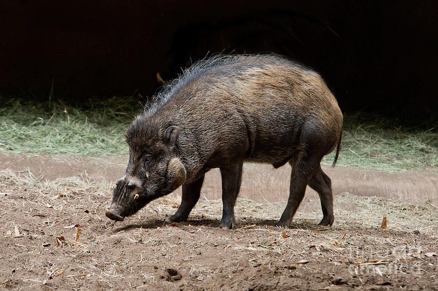 Wildlife Photograph - Visayan Warty Pig by Anthony Mercieca