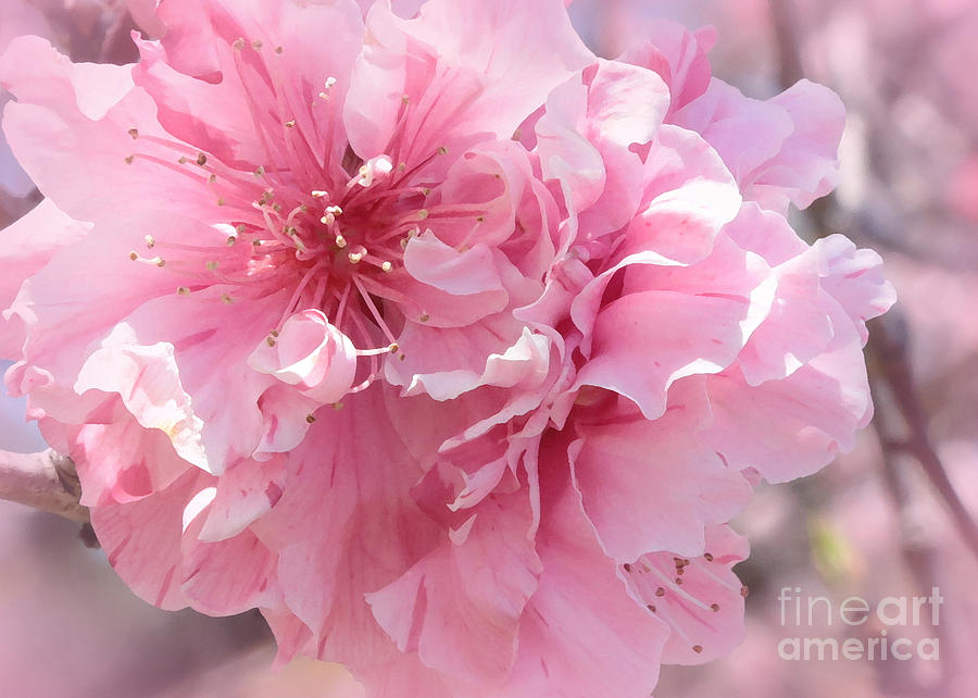 Spring Photograph - Vision in Pink - Digital Painting by Carol Groenen