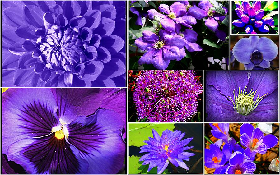 Visions in Purple Photograph by Dora Sofia Caputo