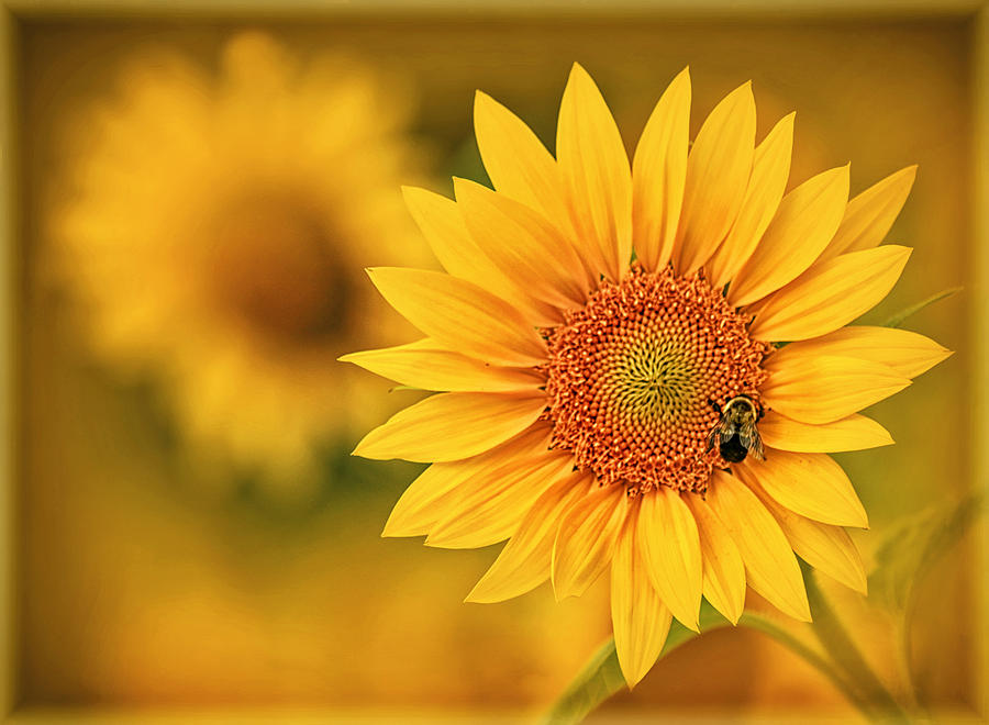 Sunflower Photograph - Visions of Summer by Carolyn Derstine