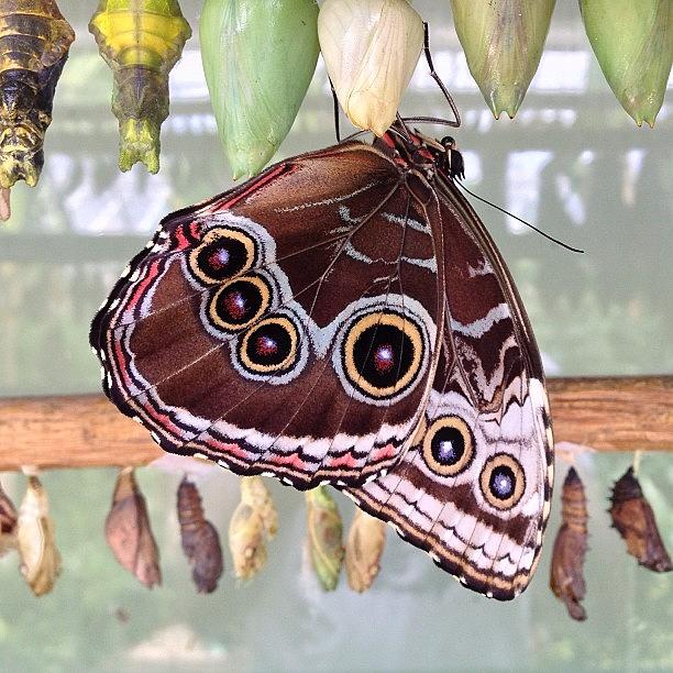 Butterfly Photograph - Visited A #butterfly Farm Today by Joe Trethewey