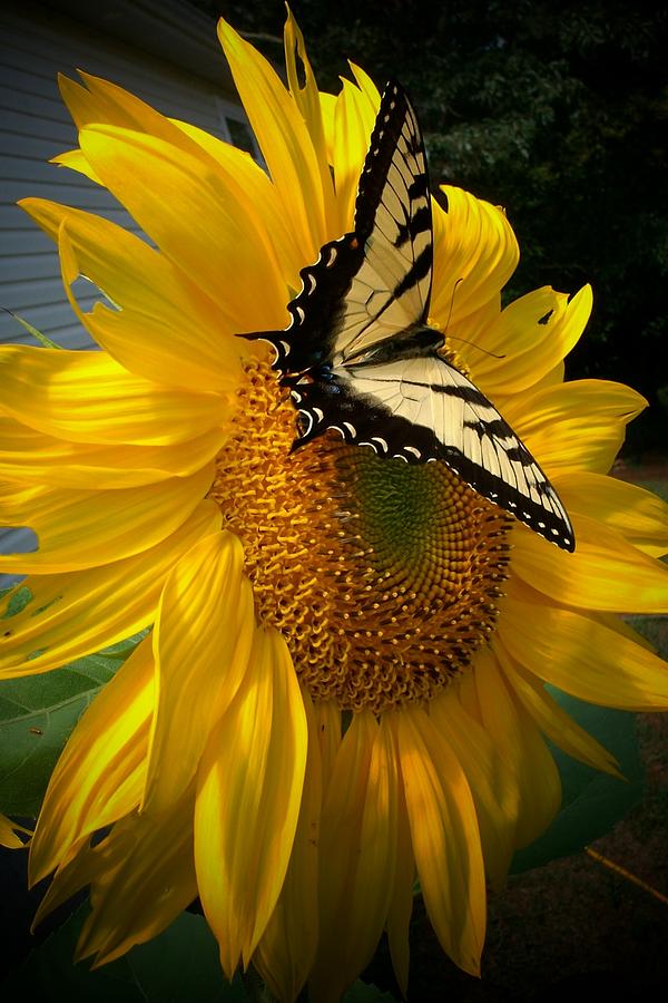 Sunflower Photograph - Visiting Friend by Rebecca Haas