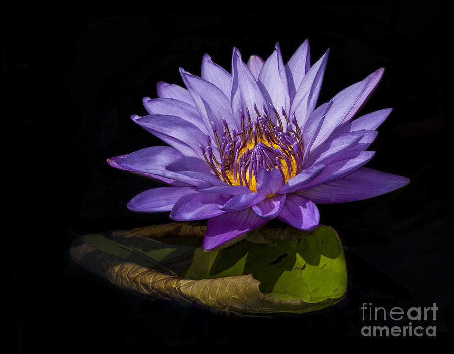 Visitor to the Water Lily Photograph by Roman Kurywczak