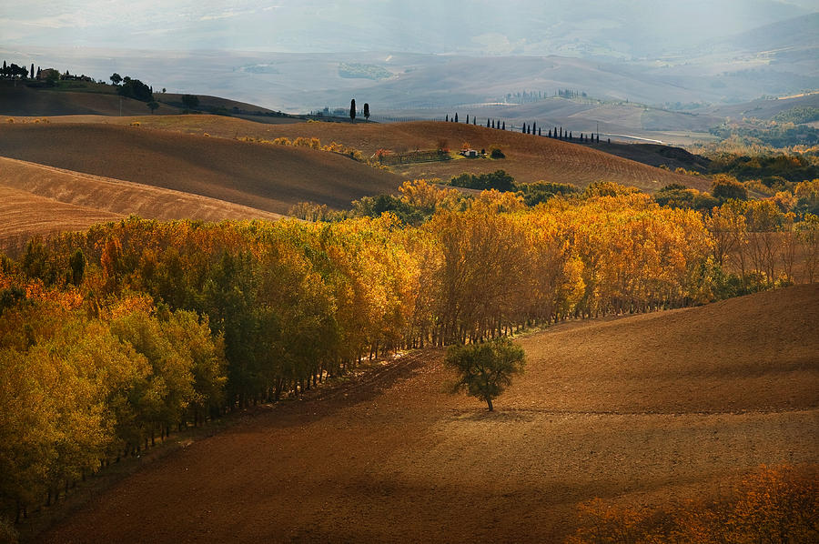 Tree Photograph - Vista di Toscana by John Galbo