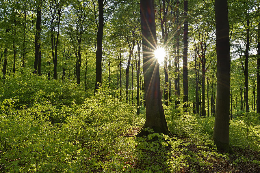 Vital green forest in spring with sun and sunbeams, Westerwald, Rhineland-Palatinate, Germany Photograph by Westend61