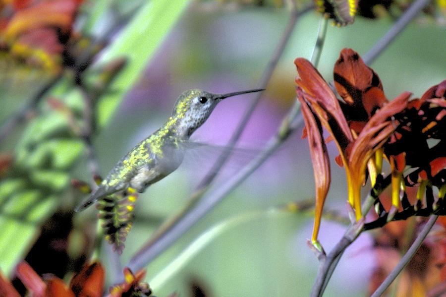 Vitality Of A Hummingbird Photograph by Jeff Swan